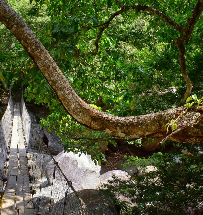 suspended bridge in jungle