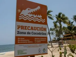 Tourists Are Most Likely to Encounter Crocodiles at These Puerto Vallarta Beaches Right Now
