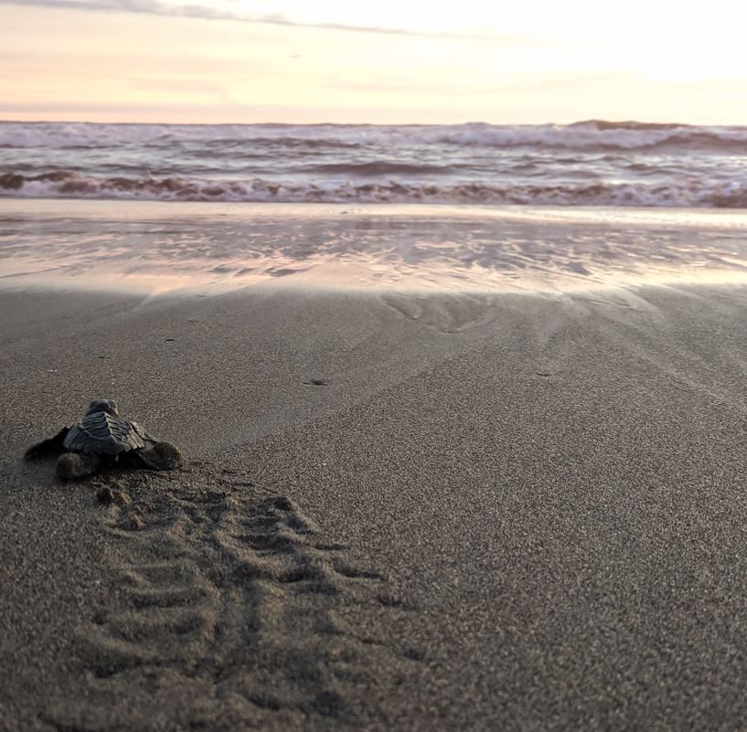 sea turtle hatching on beach at sunset puerto vallarta