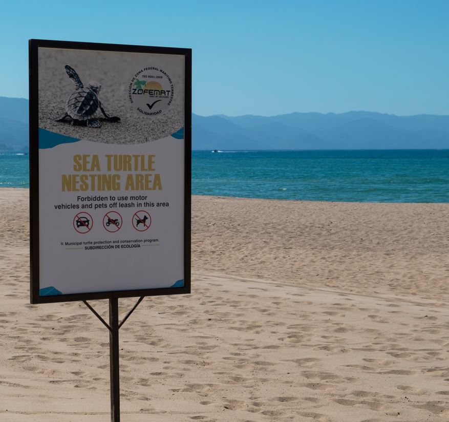 sea turtle nesting area sign in puerto vallarta