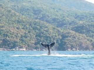What Travelers Should Know To Get The Best Whale Watching Experience In Puerto Vallarta 