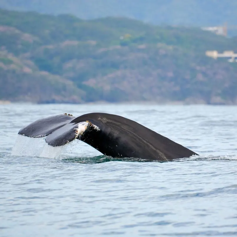 whale in puerto vallarta