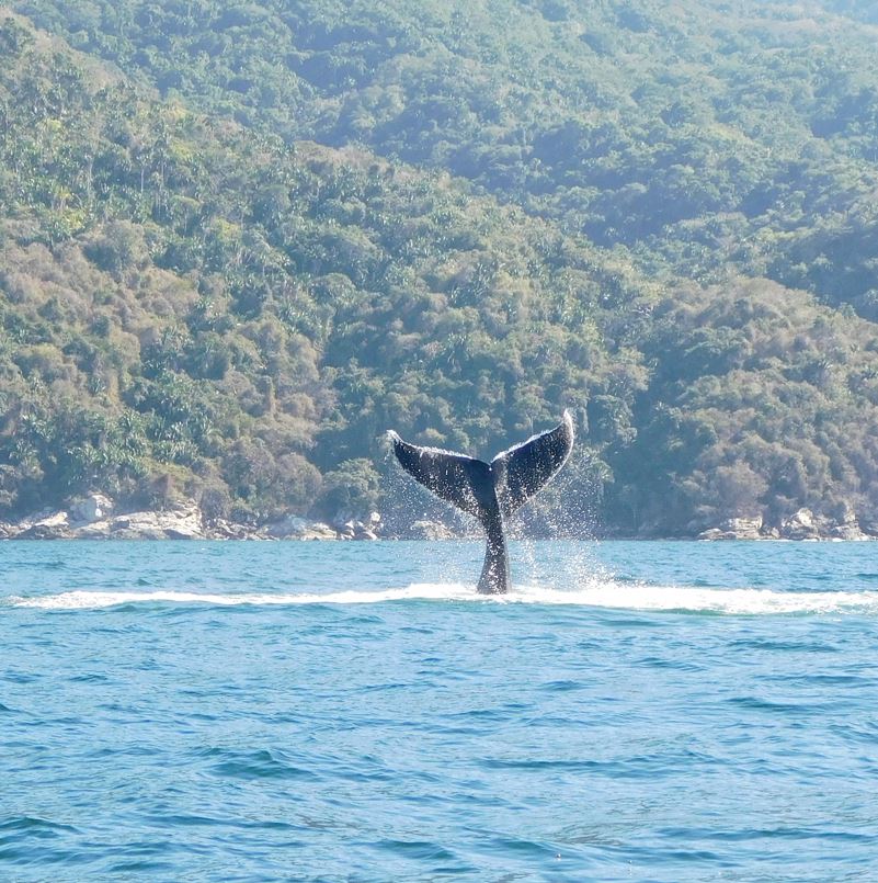 whale watching puerto vallarta