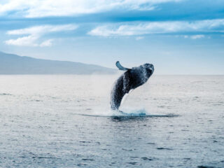 Top 5 Things Puerto Vallarta Tourists Should Know About Upcoming Whale Watching Season