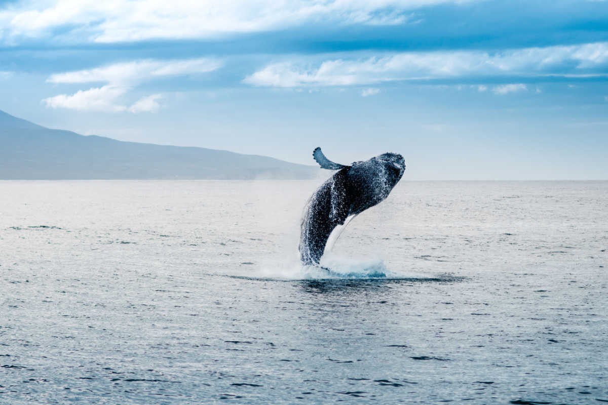 A humpback whale jumping in the ocean in puerto vallarta