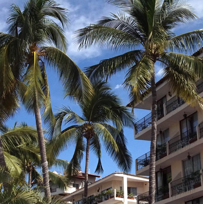 high rise condo in puerto vallarta with palm trees