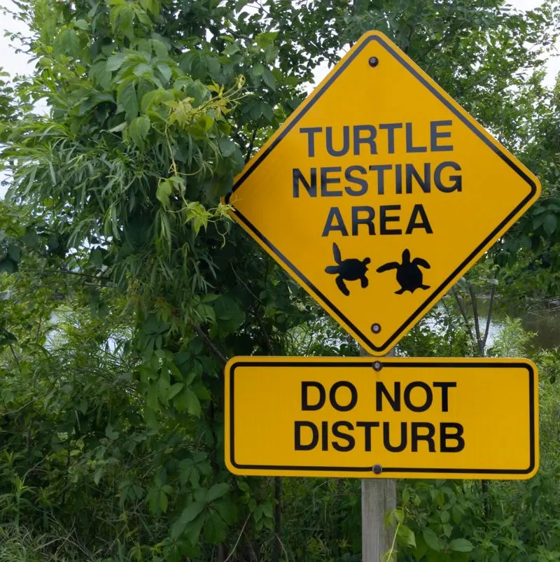 turtle hatching sign in puerto vallarta