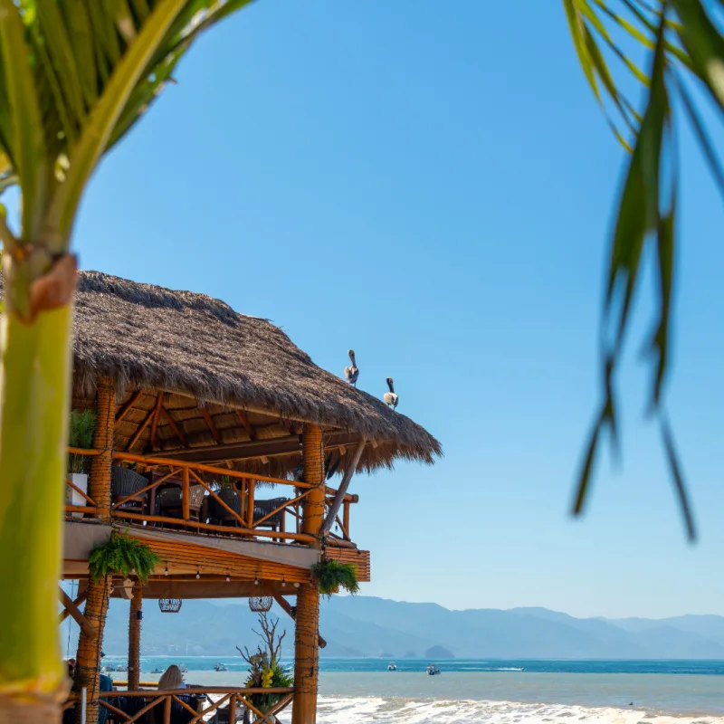 A beachfront cafe restaurant with an open air patio and pelicans on the straw hut roof along the Olas Altas Malecon region of the Zona Romantica in Puerto Vallarta