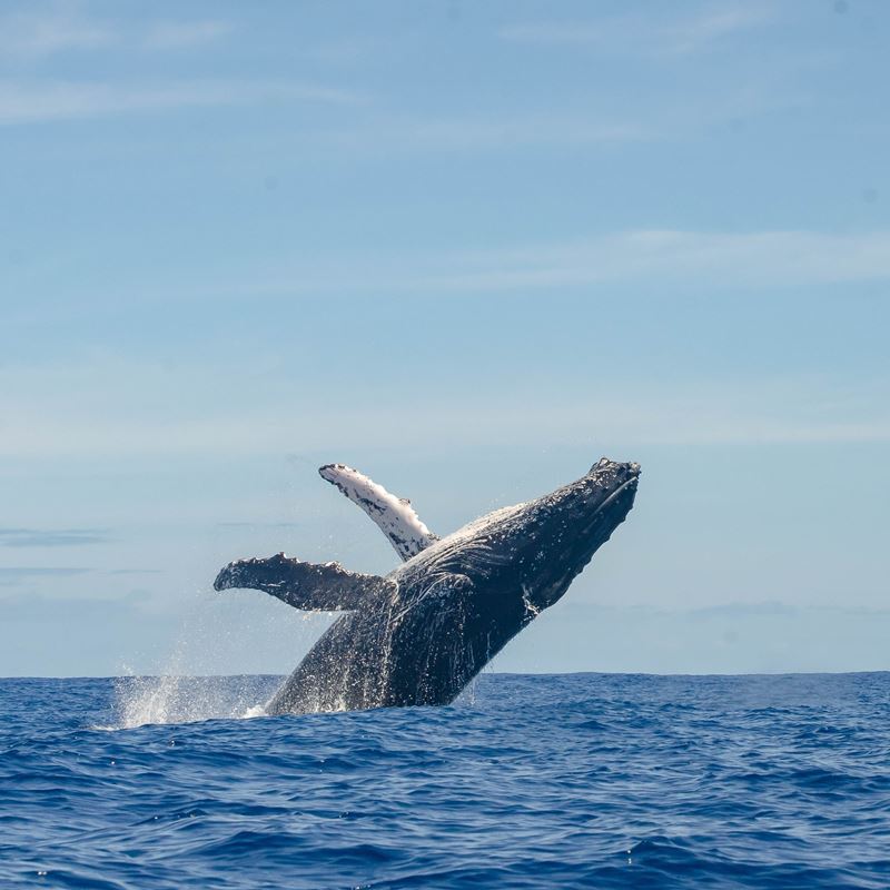 Humpback whale jumping out of the water
