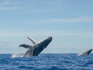 Whale Watching Season Officially Begins In Puerto Vallarta
