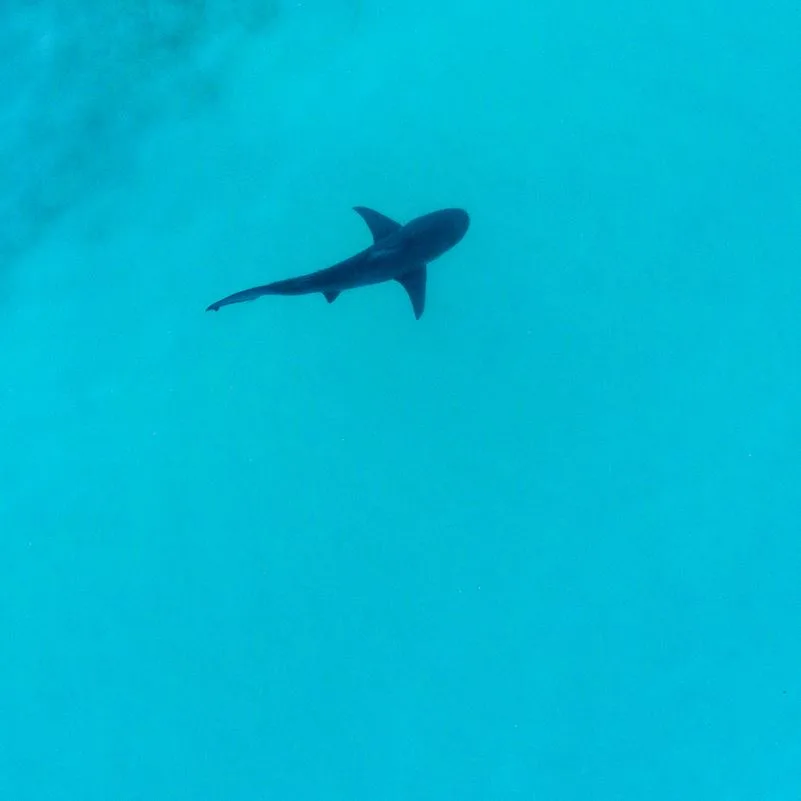aerial of shark off coast of mecixo