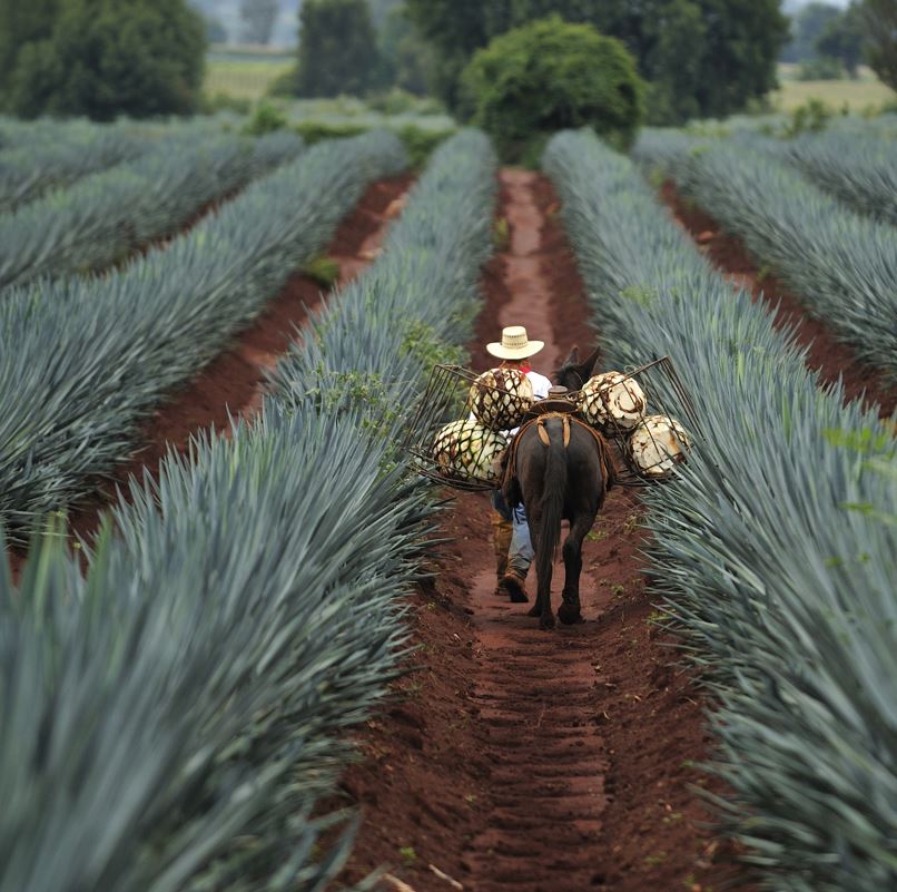 tequila farmer in puerto vallarta