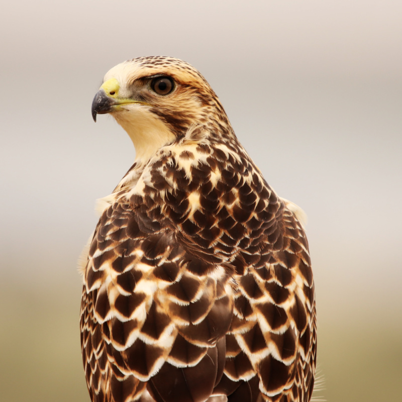 Close Up of a Juvenile Swainson's Hawk