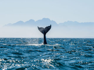 These Are The Best Beaches In Puerto Vallarta For Whale Watching This Winter (1)